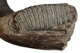 16.5" Wide Woolly Mammoth Mandible with M2 Molars - North Sea - #200812-4